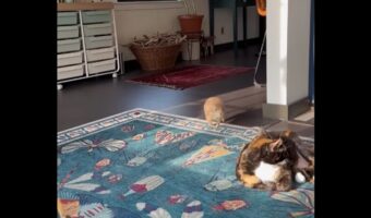 ひなたぼっこ中のネコ。そこにちょっと小さなお友達が突進してきた！？【アメリカ・動画】