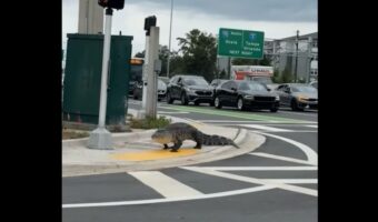 歩道を闊歩するのは・・巨大なワニ!?カメラを見つめる鋭い視線【アメリカ・動画】