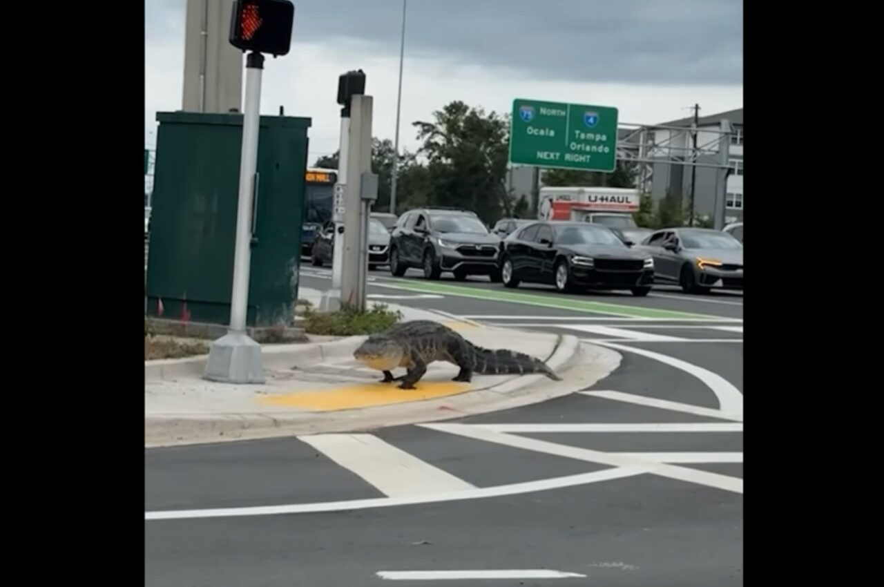 歩道を闊歩するのは・・巨大なワニ!?カメラを見つめる鋭い視線【アメリカ・動画】