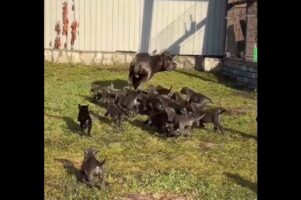 子犬たちがパパと追いかけっこ？たくさんの子犬たちがゾロゾロピョコピョコ！！【海外・動画】