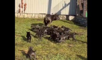 子犬たちがパパと追いかけっこ？たくさんの子犬たちがゾロゾロピョコピョコ！！【海外・動画】