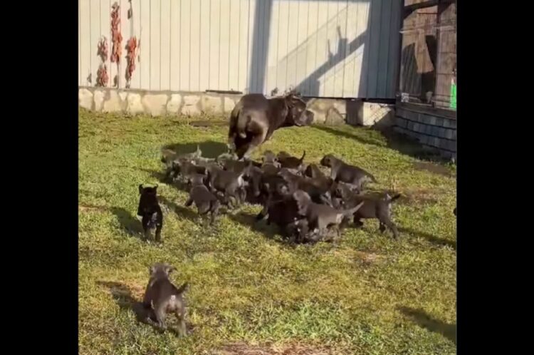 子犬たちがパパと追いかけっこ？たくさんの子犬たちがゾロゾロピョコピョコ！！【海外・動画】