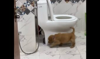 子犬がトイレの周りをぐ～るぐる。不思議な行動のかわいい理由【海外・動画】