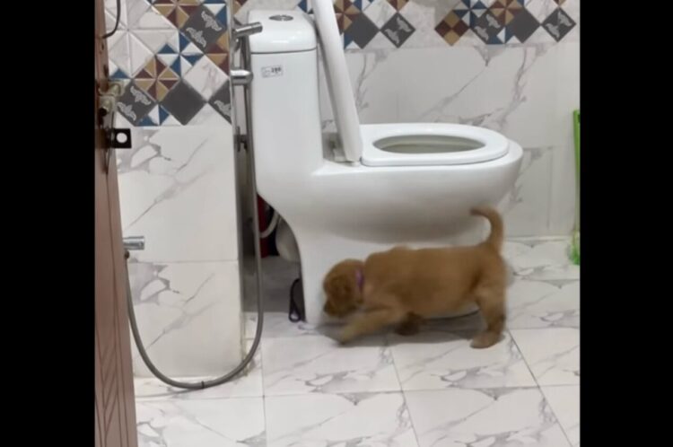 子犬がトイレの周りをぐ～るぐる。不思議な行動のかわいい理由【海外・動画】
