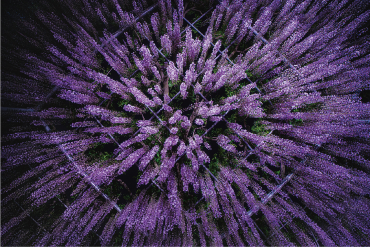 花火みたい！？『あしかがフラワーパーク』の大藤で撮影された写真が話題に「もはや紫色の花火にしか見えない」「撮り方が天才的」