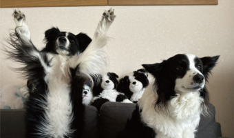 後ろ足で立ち上がり、おててをあげている！？ボーダーコリーらしからぬ姿に反響「中にレッサーパンダが入ってるとか」