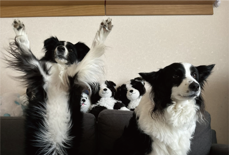 後ろ足で立ち上がり、おててをあげている！？ボーダーコリーらしからぬ姿に反響「中にレッサーパンダが入ってるとか」