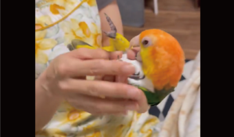 「インコさんの戯れ方ではない・・・」飼い主さんにだっこされたりナデナデしてもらい、ニギコロタイムを堪能するインコに反響