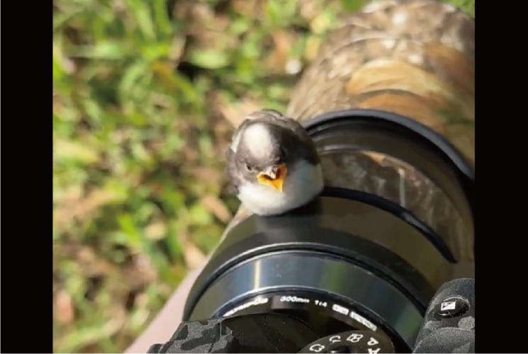 木と勘違い！？エナガのヒナがカメラレンズに留まった時の様子が話題に「最高のバードウォッチング」「かわいい上に胸に登ってくるとか」