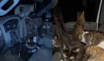 トラックの運転手さんが窓を開けたまま車を離れ戻ってみると車内が大変なことに!!かわいいギャングに占拠されてしまった!?【アメリカ・動画】