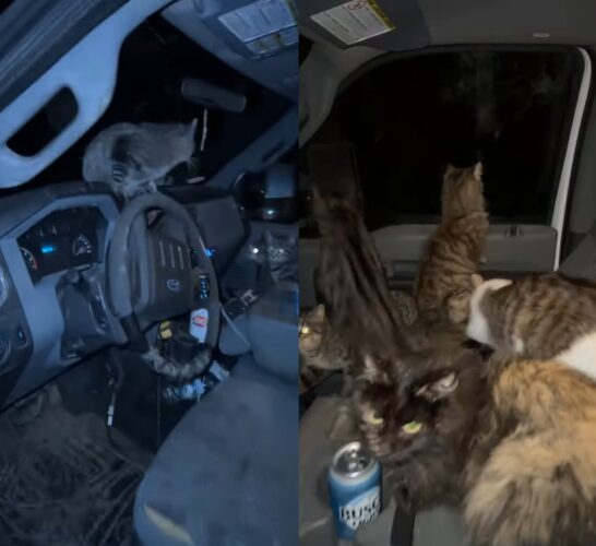 トラックの運転手さんが窓を開けたまま車を離れ戻ってみると車内が大変なことに！！かわいいギャングに占拠されてしまった！？【アメリカ・動画】