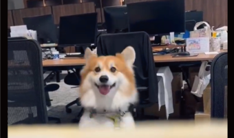 仕事を一時終了せざるをえない！？オフィスでコーギーがぴょんぴょん顔をのぞかせる光景が話題に「永遠に見てる」「どんな会社よ・・・」
