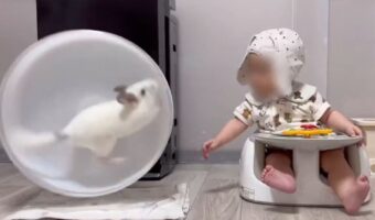 いいところを見せたかった？回し車から着地したドヤ顔のチンチラが話題に「カメラに向けて止まるのかわいい」「めちゃくちゃ軽快で好き」