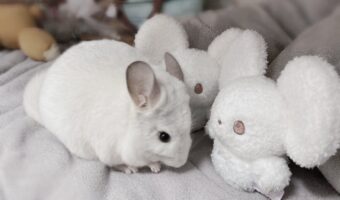 ぬいぐるみからの指示を聞いている?ぬいぐるみに顔を寄せるチンチラがかわいすぎる!