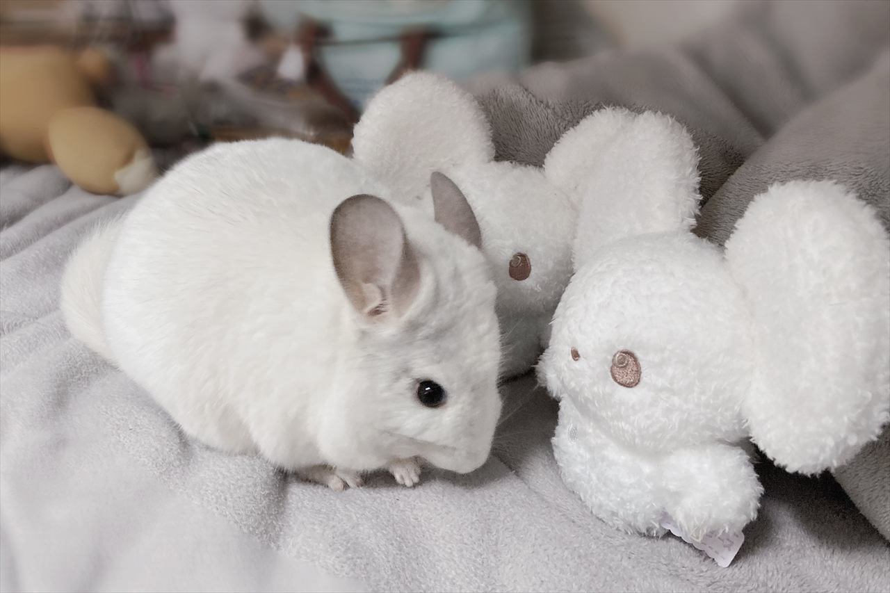 ぬいぐるみからの指示を聞いている?ぬいぐるみに顔を寄せるチンチラがかわいすぎる!