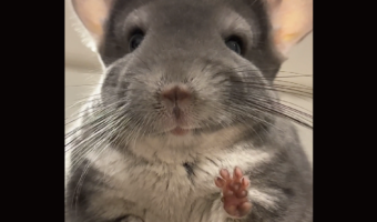 おててぱぁ!ポーズを取るチンチラがかわいすぎる 「笑顔でパワーをくれたから今日はきっといい日になる」「観音様ですね」