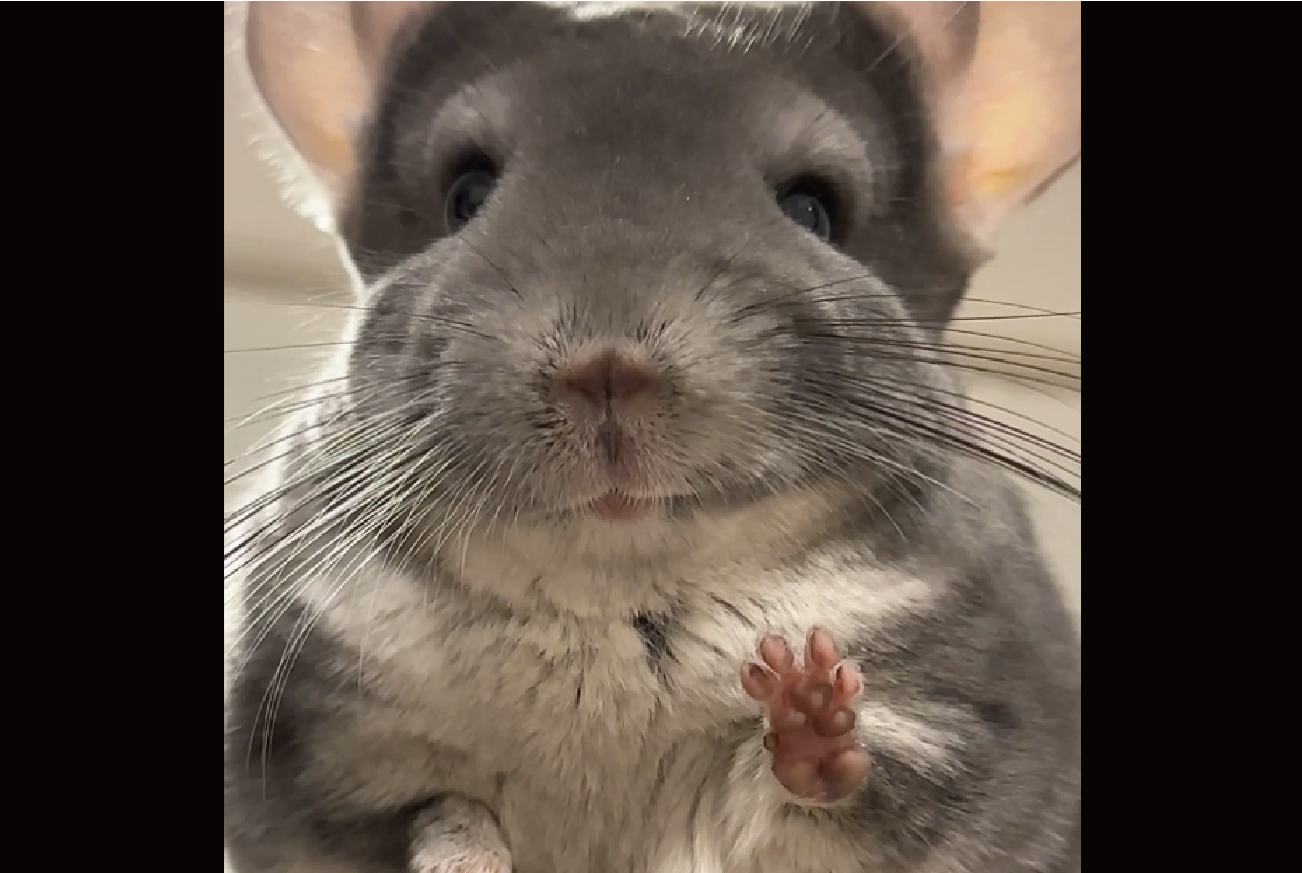 おててぱぁ!ポーズを取るチンチラがかわいすぎる 「笑顔でパワーをくれたから今日はきっといい日になる」「観音様ですね」
