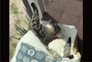 豪快過ぎるネコの寝相！お布団からおててとあんよが飛び出ている寝姿に反響「手足はみ出し」「イナバウワー」