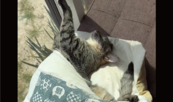 豪快過ぎるネコの寝相！お布団からおててとあんよが飛び出ている寝姿に反響「手足はみ出し」「イナバウワー」