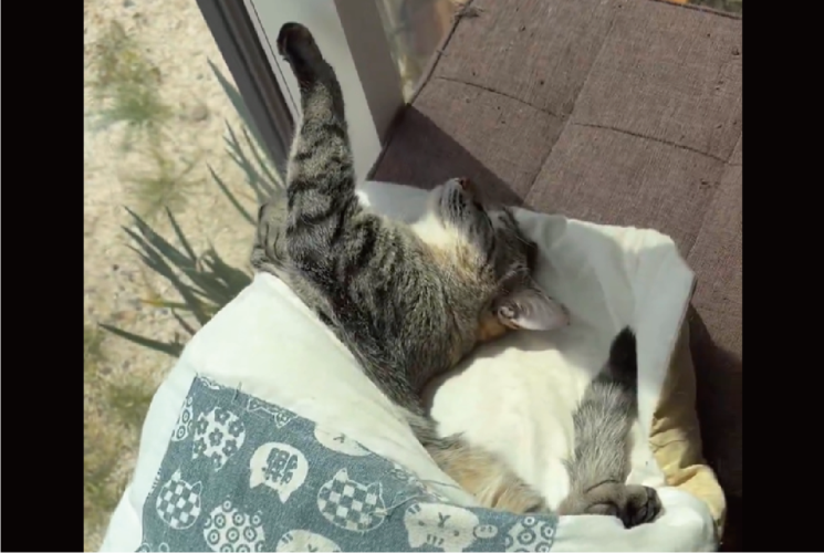 豪快過ぎるネコの寝相！お布団からおててとあんよが飛び出ている寝姿に反響「手足はみ出し」「イナバウワー」