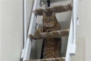 ネコが筋トレ中！？ハシゴにつかまるその姿や表情が話題に「ドヨーンとしたお顔」「腹筋バキバキに割れるまで頑張るのかな」