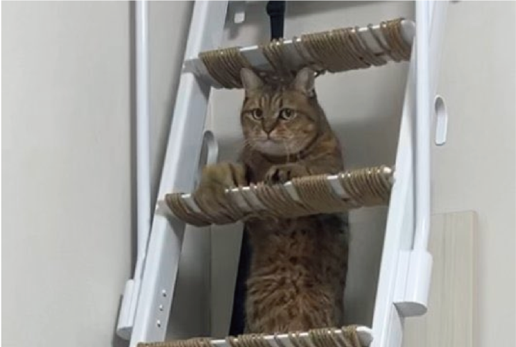 ネコが筋トレ中！？ハシゴにつかまるその姿や表情が話題に「ドヨーンとしたお顔」「腹筋バキバキに割れるまで頑張るのかな」
