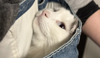 『旦那が袋に入れたネコと一緒に皿洗いをしていて笑った』日常のワンシーンなのに羨ましいその光景が話題に「うっとりしてますね」「愛する人を見つめる眼差し」