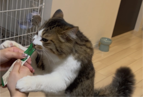 おやつの時だけムキムキに豹変！？夢中でむしゃむしゃしているネコが話題も「がっついていてかわいい」「絶対に逃さないという意思を感じる」