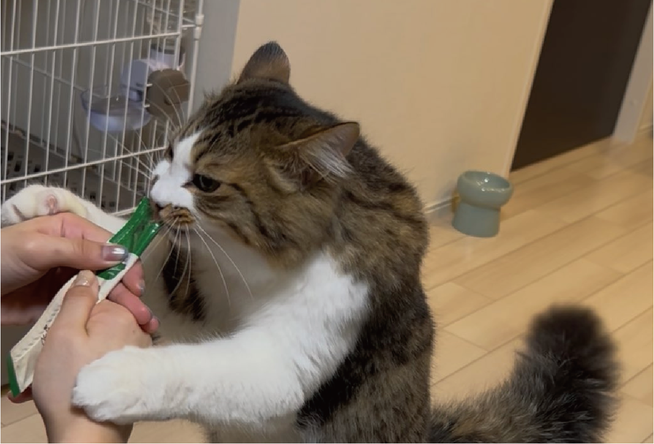 おやつの時だけムキムキに豹変!?夢中でむしゃむしゃしているネコが話題も「がっついていてかわいい」「絶対に逃さないという意思を感じる」