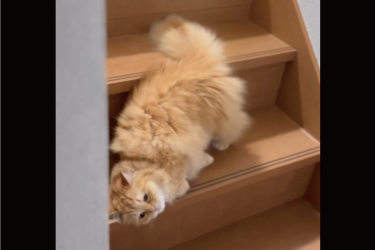 まるで液体？！寝転がったまま階段をおりるネコが話題に「角の感触を楽しんでますね」「昔縁日の出店でこういうの売ってた」