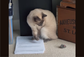 あれ？オモチャはどこ行った？自分が起こしたマジックに戸惑いが隠せないネコ【アメリカ・動画】