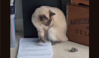 あれ？オモチャはどこ行った？自分が起こしたマジックに戸惑いが隠せないネコ【アメリカ・動画】