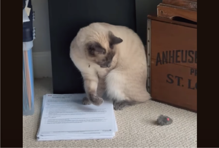 あれ？オモチャはどこ行った？自分が起こしたマジックに戸惑いが隠せないネコ【アメリカ・動画】