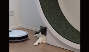 ロボット掃除機を・・スッ!軽くいなして見せたネコが話題に「お前はお前の仕事をしなって感じの余裕が」「全然怖くないのね」