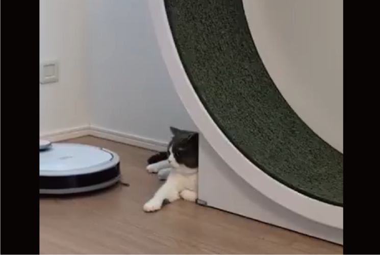 ロボット掃除機を・・スッ！軽くいなして見せたネコが話題に「お前はお前の仕事をしなって感じの余裕が」「全然怖くないのね」