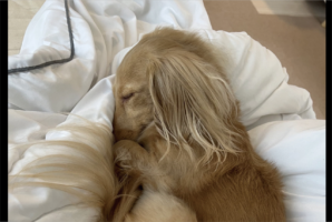 ぐっすり眠るダックスフンド。お鼻を隠すその寝姿と飼い主さんの疑問が話題に「落ち着くんだろうね」「守ってるのかも？！」