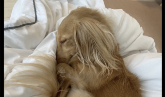 ぐっすり眠るダックスフンド。お鼻を隠すその寝姿と飼い主さんの疑問が話題に「落ち着くんだろうね」「守ってるのかも?!」