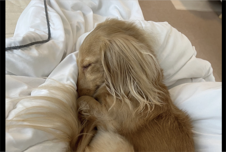 ぐっすり眠るダックスフンド。お鼻を隠すその寝姿と飼い主さんの疑問が話題に「落ち着くんだろうね」「守ってるのかも？！」