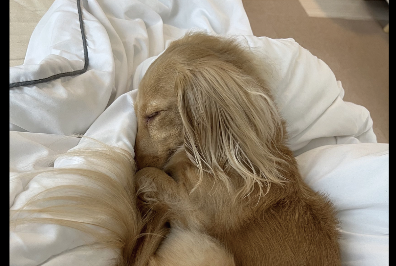 ぐっすり眠るダックスフンド。お鼻を隠すその寝姿と飼い主さんの疑問が話題に「落ち着くんだろうね」「守ってるのかも?!」
