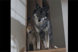 寝室に行こうとしたら、目の前に<敵キャラ>感あふれる愛犬たちが現れた！！「首の角度まで揃ってる」「2匹ともかわいいので圧勝」