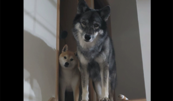寝室に行こうとしたら、目の前に<敵キャラ>感あふれる愛犬たちが現れた!!「首の角度まで揃ってる」「2匹ともかわいいので圧勝」