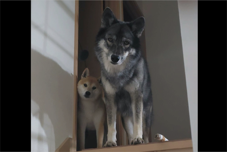 寝室に行こうとしたら、目の前に<敵キャラ>感あふれる愛犬たちが現れた！！「首の角度まで揃ってる」「2匹ともかわいいので圧勝」