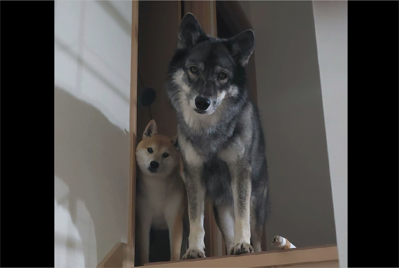寝室に行こうとしたら、目の前に<敵キャラ>感あふれる愛犬たちが現れた!!「首の角度まで揃ってる」「2匹ともかわいいので圧勝」