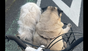 仲良く自転車のカゴに乗るパグとペキニーズ。ところがパグは「半分」という概念を知らないみたいだ、とその後ろ姿が話題に