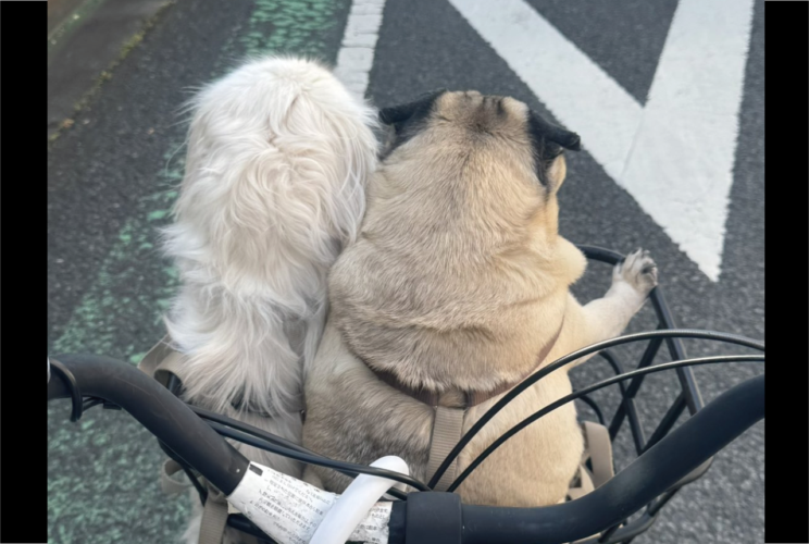 仲良く自転車のカゴに乗るパグとペキニーズ。ところがパグは「半分」という概念を知らないみたいだ、とその後ろ姿が話題に