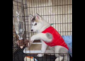 水のブクブクが気になる?ペットボトルに入った水を見つめるハスキーの子犬が話題に「泡を見る動作がかわいい」永遠に見ていられる」