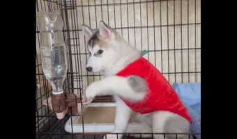 水のブクブクが気になる?ペットボトルに入った水を見つめるハスキーの子犬が話題に「泡を見る動作がかわいい」永遠に見ていられる」