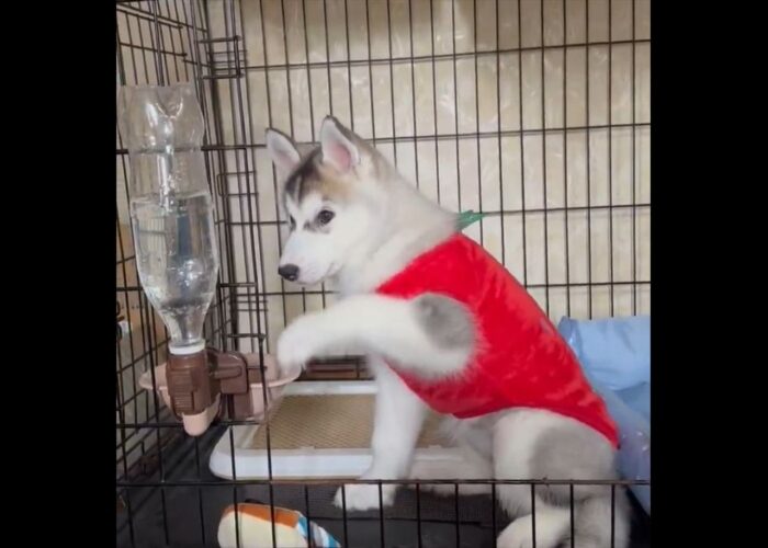 水のブクブクが気になる?ペットボトルに入った水を見つめるハスキーの子犬が話題に「泡を見る動作がかわいい」永遠に見ていられる」
