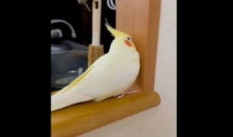 拗ねるオカメインコ。不貞腐れているのがよく分かる後ろ姿に反響