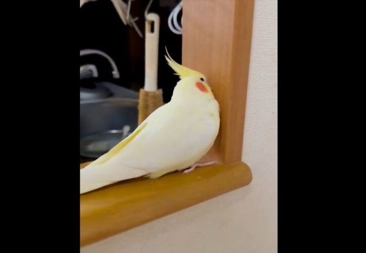 拗ねるオカメインコ。不貞腐れているのがよく分かる後ろ姿に反響